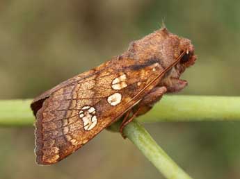 Gortyna borelii Pierret adulte - �Lionel Taurand