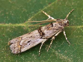 Pempelia brephiella Stgr adulte - �Lionel Taurand