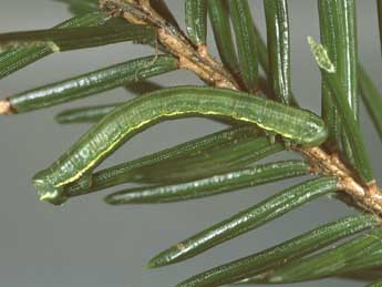  Chenille de Thera britannica Turner - �Kimmo Silvonen