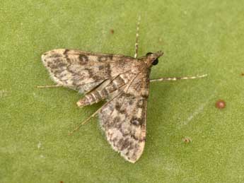 Dolicharthria bruguieralis Dup. adulte - �Philippe Mothiron