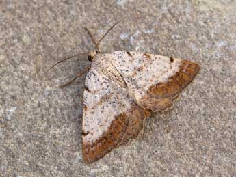 Selidosema brunnearia Vill. adulte - �Lionel Taurand