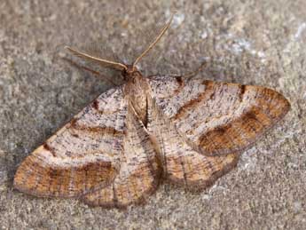 Selidosema brunnearia Vill. adulte - �Lionel Taurand