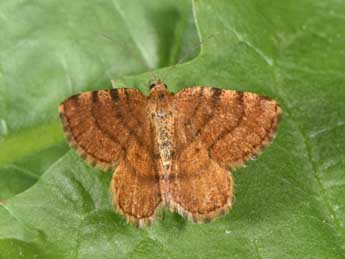 Macaria brunneata Thnbg adulte - �Philippe Mothiron