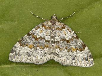 Entephria caeruleata Gn. adulte - �Lionel Taurand