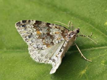 Entephria caeruleata Gn. adulte - �Daniel Morel