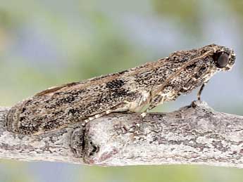 Cadra calidella Gn. adulte - �Friedmar Graf