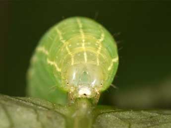  Chenille de Acosmetia caliginosa Hb. - �Wolfgang Wagner, www.pyrgus.de