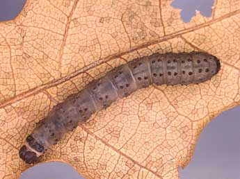  Chenille de Idia calvaria D. & S. - �Kimmo Silvonen