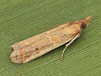 Gymnancyla canella D. & S. adulte - �Lionel Taurand