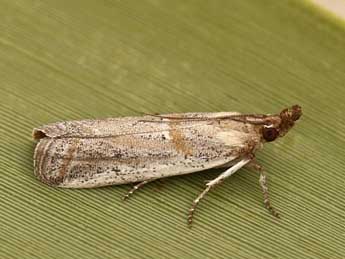 Gymnancyla canella D. & S. adulte - �Lionel Taurand