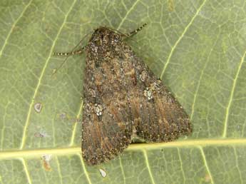 Condica capensis Gn. adulte - �Egbert Friedrich