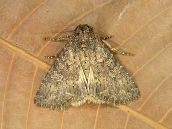 Condica capensis Gn. adulte - �Egbert Friedrich