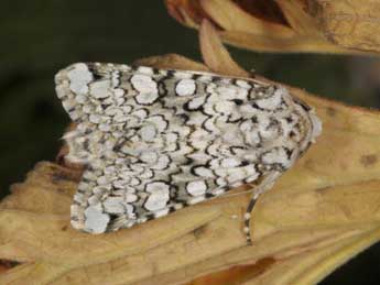 Hecatera cappa Hb. adulte - �Wolfgang Wagner, www.pyrgus.de