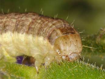  Chenille de Hecatera cappa Hb. - �Wolfgang Wagner, www.pyrgus.de