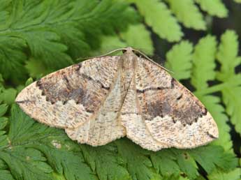 Pungeleria capreolaria D. & S. adulte - �Lionel Taurand