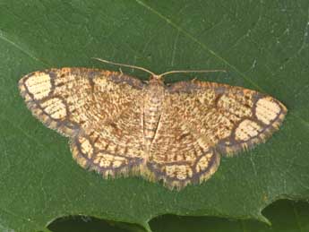 Stegania cararia Hb. adulte - �Philippe Mothiron