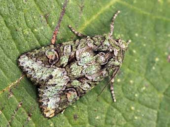 Dryobotodes carbonis Wagner adulte - �Daniel Morel