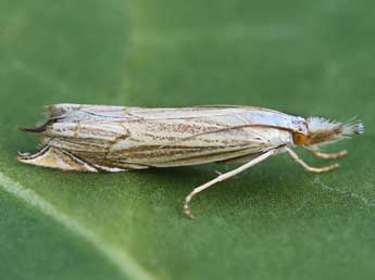 Metacrambus carectellus Z. adulte - �Lionel Taurand