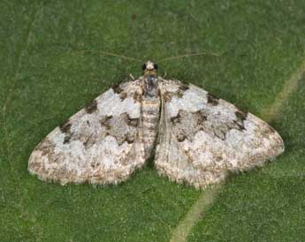 Pareulype casearia Const. adulte - �Philippe Mothiron