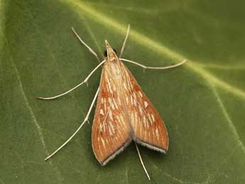 Antigastra catalaunalis Dup. adulte - �Lionel Taurand