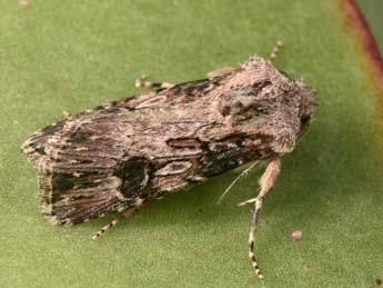 Agrotis catalaunensis Mill. adulte - �Philippe Mothiron