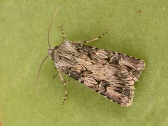 Agrotis catalaunensis Mill. adulte - �Philippe Mothiron
