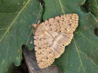 Autophila cataphanes Hb. adulte - �Lionel Taurand