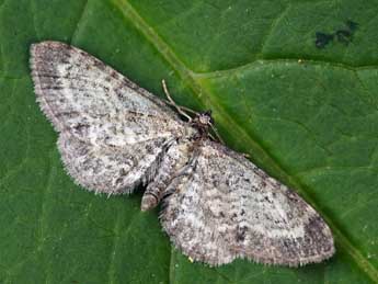 Eupithecia cauchiata Dup. adulte - �Daniel Morel