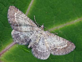 Eupithecia cauchiata Dup. adulte - �Daniel Morel