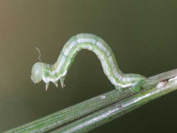  Chenille de Thera cembrae Kitt - �Heiner Ziegler