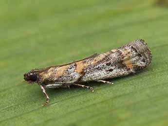 Acrobasis centunculella Mann adulte - �Lionel Taurand