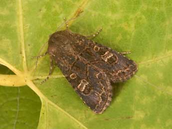 Tholera cespitis D. & S. adulte - �Philippe Mothiron