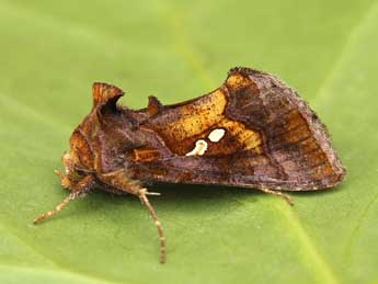 Chrysodeixis chalcites Esp. adulte - �Lionel Taurand