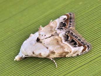 Nola delicata Yela & al. adulte - �Lionel Taurand