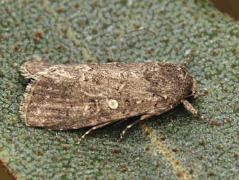 Spodoptera cilium Gn. adulte - �Lionel Taurand