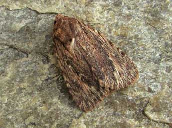 Amphipyra cinnamomea Gze adulte - �Pascal B�ze