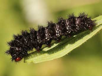  Chenille de Melitaea cinxia L. - �Lionel Taurand