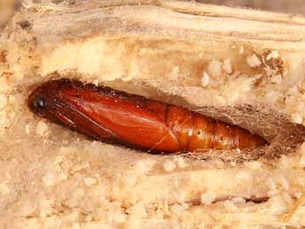  Chrysalide de Myelois circumvoluta Frc. - �Lionel Taurand