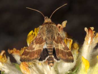 Schinia cognata Frr adulte - �Wolfgang Wagner, www.pyrgus.de