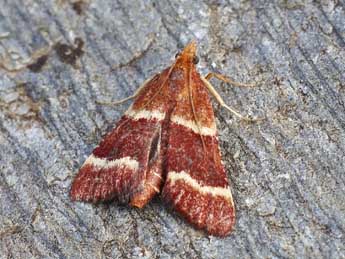 Stemmatophora combustalis Fisch. adulte - �Lionel Taurand