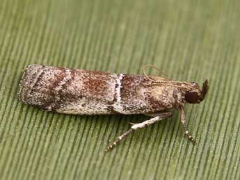 Alophia combustella H.-S. adulte - �Lionel Taurand