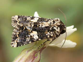 Hadena confusa Hfn. adulte - �Lionel Taurand