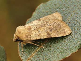 Dichagyris constanti Mill. adulte - �Lionel Taurand