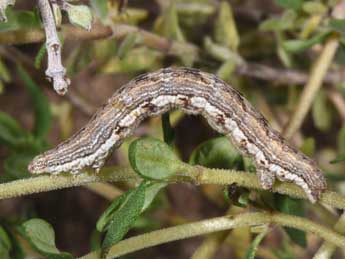  Chenille de Perigune convergata Vill. - �Philippe Mothiron