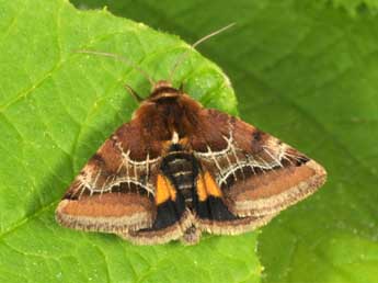 Periphanes cora Ev. adulte - �Wolfgang Wagner, www.pyrgus.de