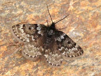 Psodos coracina Esp. adulte - �Lionel Taurand