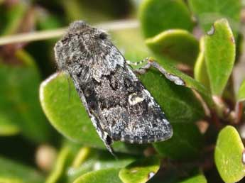 Coranarta cordigera Thnbg adulte - �Fr�d�ric Caminade