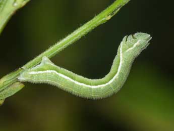  Chenille de Pseudoterpna coronillaria Hb. - �Philippe Mothiron