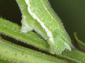  Chenille de Pseudoterpna coronillaria Hb. - �Philippe Mothiron