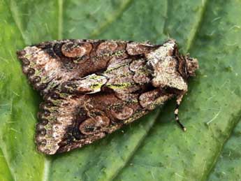 Allophyes corsica Spl. adulte - �Daniel Morel